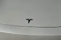 2024 Tesla Model 3 Performance